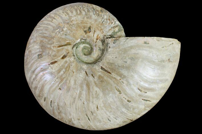 5.5" Silver Iridescent Ammonite (Cleoniceras) Fossil - Madagascar